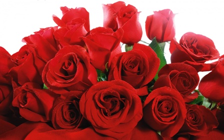 Nepal_imports_red_valentine_roses-from_India_niharonline