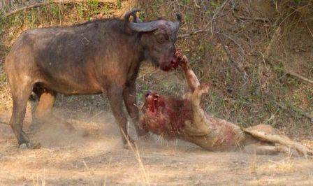 lion_fights_buffalo_niharonline