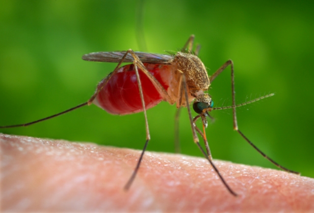 mosquito_bite-brazil-emergency-niharonline