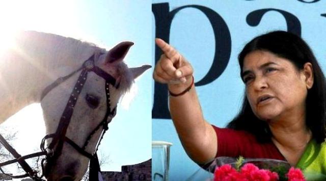 shaktiman-dies-menaka-gandhi-niharonline