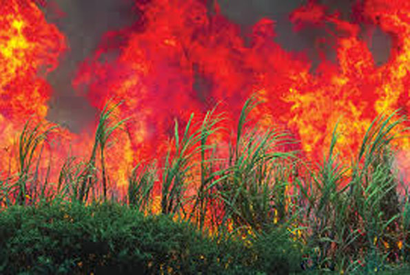 sugar-cane-crop-fire-in-tullur-niharonline.jpg