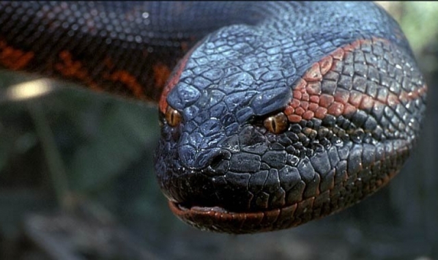 world-largest-python-mystery-death-niharonline